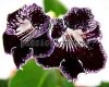 Streptocarpus UA-CHARAKTERNIK - UA-HARACTERNIK